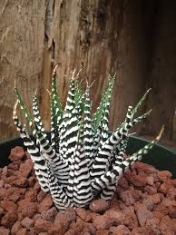 Image result for Habenaria attenuata