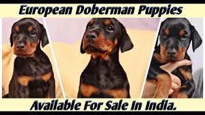 They are usually black and tan in colour, sometimes with white on the feet and the chest. European Doberman Puppies Available For Sale In India At Super Cheap Price Youtube