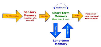 Human Memory The Process To Acquire Store Retain Long Term