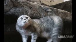 Filme completo online dublado — lançamento portugues hd. Top 30 Best Memes 2019 Gifs Find The Best Gif On Gfycat