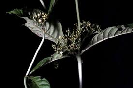 Image result for Psychotria peduncularis