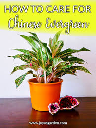 Chinese Evergreen Care And Growing Tips Joy Us Garden Growing Plants Indoors Chinese Evergreen Plant Evergreen Plants
