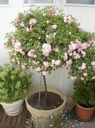 Hochstammrose Im Kubel Terrasse Balkon Hochstammrosen Rosen Einpflanzen Pflanzen
