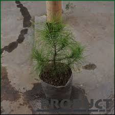 We did not find results for: Tanaman Hias Tahan Panas Pinus Merkusii T 50 Cm Shopee Indonesia