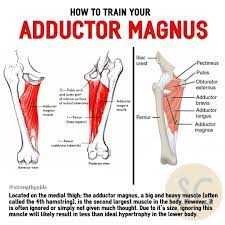The effort it takes to lower yourself with the barbell (maintaining good posture) and push yourself back up will require plenty of glute and hamstring strength. The Adductor Magnus Is A Powerful Hip Extensor Much Like The Glutes And Hamstrings The Adductors Haven T Been Studie Yoga Anatomy Leg Anatomy Massage Therapy