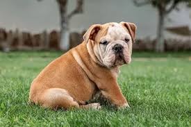 Today, the english bulldog is friendly, gentle and adoring. How Much Do English Bulldogs Sleep National Canine Research Association Of America
