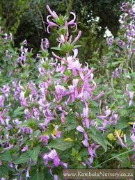 Image result for Hypoestes cancellata