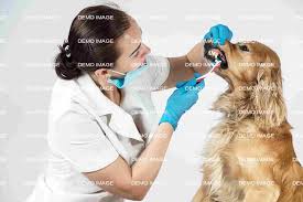 Check spelling or type a new query. Dog Tierarztpraxis Heiligeneich