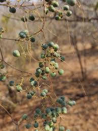 Image result for Asparagus buchananii