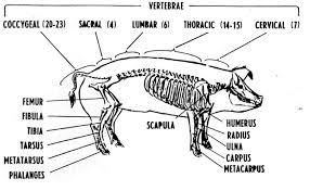 hog anatomy skeletal animal science large animal vet