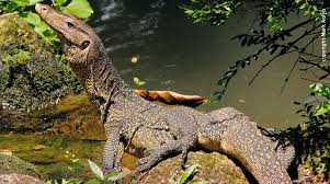 Un énorme varan qui s'était tranquillement installé juste devant sa porte. Reptiles Depeces Vivants Pour L Industrie Du Luxe Sauvons La Foret