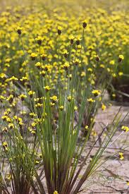 Image result for Xyridaceae