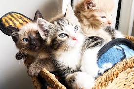 Uncategorized Kedibilgisi Kedi Bakimi Ve Daha Bir Cok Rehber