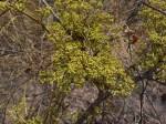 Image result for Cyphostemma paucidentatum