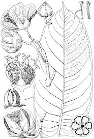 Image result for Sonneratiaceae