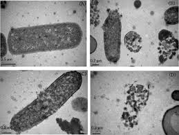 Viewing bacteria under microscope allows for observations of their morphology, physiology and behavior. Antibacterial Mechanism Of Myagropsis Myagroides Extract On Listeria Monocytogenes Sciencedirect