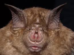 Alors que pour d'autres animaux, un seul cri permet de les caractériser. Le Cri Du Rhinolophe De Mehely Une Espece De Qcm N 241