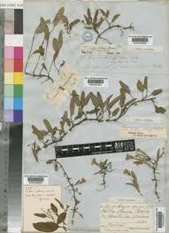 Image result for Falkia oblonga