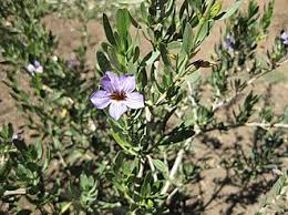 Image result for Petalidium englerianum