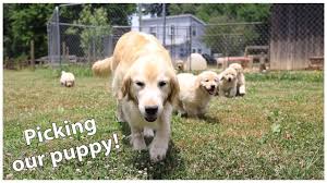 They are 10 weeks old, vet checked, dewormed and have all vet records up to date. Opxjj6ksuyhpnm