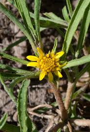 Image result for Geigeria schinzii