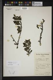 Image result for Helixanthera schizocalyx