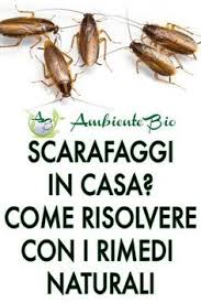 Rimedi e consigli 1 aglio. Pin Su Zanzare E Altro
