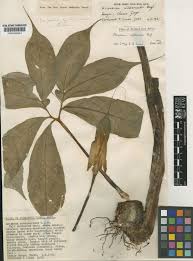 Image result for Arisaema mildbraedii