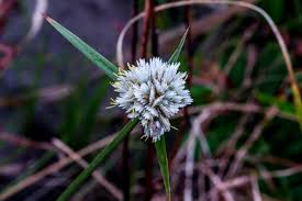 Image result for Cyperus obtusiflorus