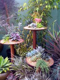 Pin On Succulents 3