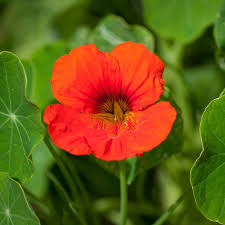 Image result for mospilan prodej