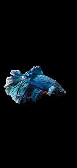 Siamese Fighting Fish Blue Betta Fish Minimal 1125x2436 Wallpaper Fish Wallpaper Iphone Animal Wallpaper Watercolor Wallpaper Iphone