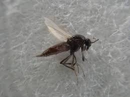 猛烈なかゆみ、網戸すり抜ける「スケベ虫」被害増加（12ページ） - 産経ニュース