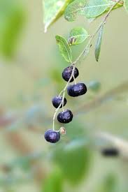 Image result for Phyllanthus reticulatus