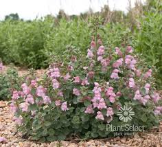 Image result for Antirrhinum