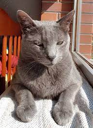 Gorgeous Gray Cat Grey Cats Russian Blue Grey And White Cat