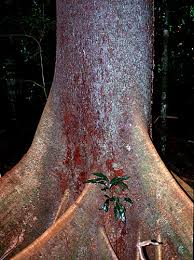 Image result for Schizolobium parahyba