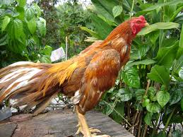 Resep ayam bistik cepat, yummy. Jenis Ayam Petarung Unggul Gembala