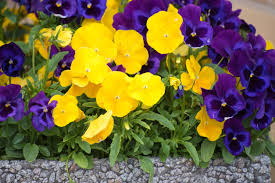 Thanks for sharing the hub with your friends. When Do Pansies Bloom Do Pansies Bloom In Summer Or Winter