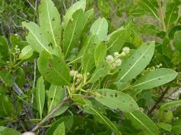 Image result for Conocarpus erectus