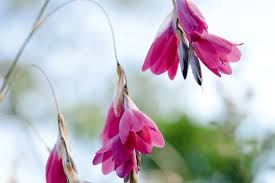 Image result for Dierama formosum