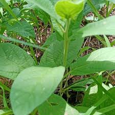 Image result for Blainvillea gayana