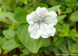 Image result for Ruellia cordata
