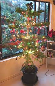 Free shipping on orders over $25 shipped by amazon. Evergreen Alternatives The Garden Island