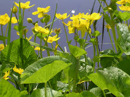 Vivaio di piante acquatiche, ninfee e fiori di loto, iris palustri,. Fiori Acquatici Punto Dritto