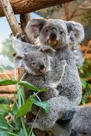 Baby Koala Didn T Leave His Mother S Side In The Hospital Cuddly Animals Baby Koala Koala