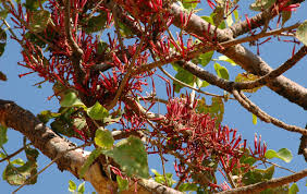 Image result for Tapinanthus