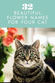 32 Beautiful Flower Names You Ll Love For Your Cat In 2020 Cute Pet Names Girl Cat Names Cats