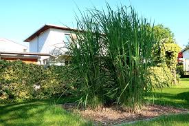 Schilfgras garten china • miscanthus giganteus aksel olsen gräser pflanzen für elefantengras winterfest und pflegeleicht teich vorgarten schilf als sichtschutz schattenspender in t riesen chinaschilf. China Schilfgras Aksel Olsen Miscanthus Giganteus Aksel Olsen Gunstig Online Kaufen