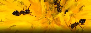 Most pollinators can fly from plant to plant. Ant As Pollinator Ias Gatewayy